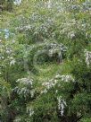 Leptospermum amboinense