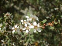 Leptospermum laevigatum