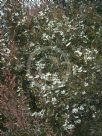 Leptospermum morrisonii Copper Glow