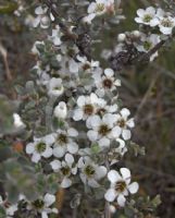 Leptospermum myrtifolium