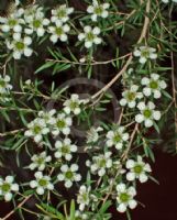 Leptospermum petersonii