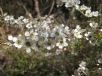 Leptospermum polygalifolium polygalifolium