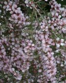 Leptospermum Pink Cascade