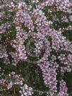 Leptospermum Pink Cascade