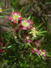 Leptospermum spectabile