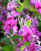 Lespedeza thunbergii