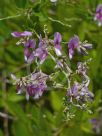 Lespedeza thunbergii