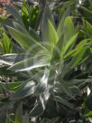 Leucadendron argenteum