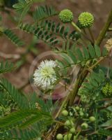 Leucaena leucocephala