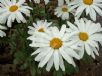 Leucanthemum superbum