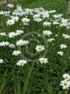 Leucanthemum superbum