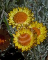 Leucochrysum albicans