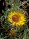 Leucochrysum albicans