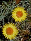 Leucochrysum albicans