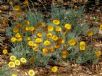 Leucochrysum albicans