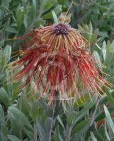 Leucospermum reflexum