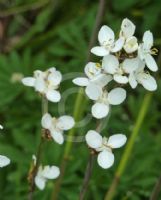 Libertia grandiflora