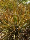 Libertia ixioides Taupo Blaze