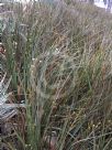 Libertia ixioides Taupo Blaze