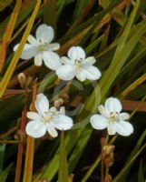 Libertia peregrinans