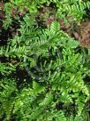 Libocedrus plumosa