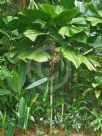 Licuala grandis