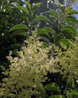 Ligustrum lucidum