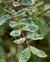 Ligustrum sinense Variegatum