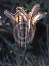 Lilium formosanum