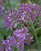 Limonium perezii