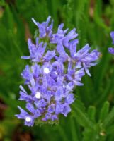 Limonium sinuatum