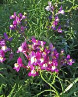 Linaria maroccana