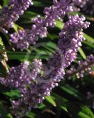 Liriope muscari