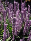 Liriope muscari