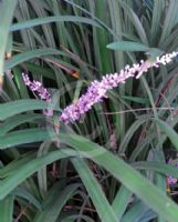 Liriope muscari Evergreen Giant