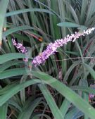 Liriope muscari Evergreen Giant