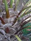 Livistona australis