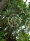 Livistona chinensis