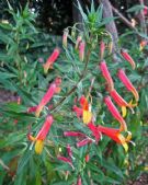 Lobelia laxiflora