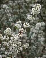 Logania albiflora