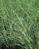 Lomandra confertifolia Wingarra