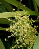 Lomandra hystrix