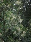 Lomatia myricoides