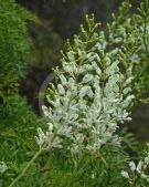 Lomatia silaifolia