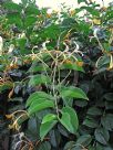 Lonicera hildebrandiana