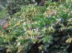 Lonicera hildebrandiana