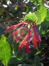 Lonicera sempervivens