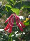 Lonicera sempervivens