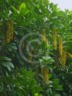 Lophanthera lactescens