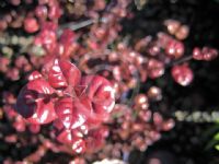 Lophomyrtus ralphii Black Stallion